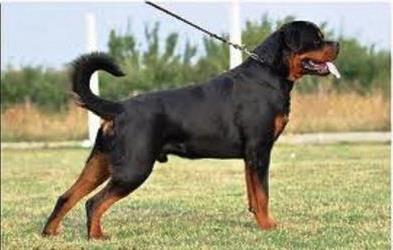 Polisi di Bondowoso Kerahkan Anjing Pelacak Cari Kepala