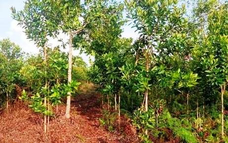Warga Bengkalis Mengharapkan Gubri Suport Acara Massal Tanam 1000 Pohon Gerunggang