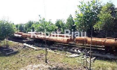 Panca Eka Group "Rampok" Hutan Alam Diduga Tanpa Izin, PT Diamond Raya Timber Tantang Gakum Cek Lokasi