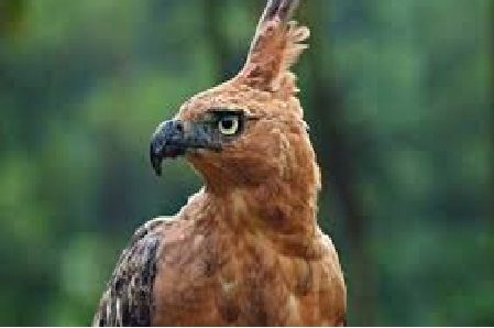 Bicarakan Penyelamatan Burung Endemik, PPBI; Gunung Slamet Tempat yang Cocok