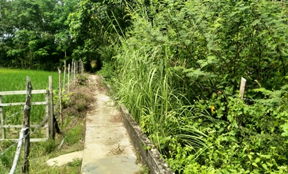 Tiga Tahun Dana Perawatan Parit Irigasi di Kampar Tak Turun, Petani: Sawah Kami  Kering Pak Gubri