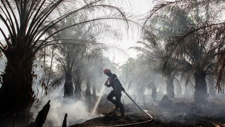 Vonis Kasus Karhutla Lama PT Adei Plantation Mandat, Tersangka Lari Kini Kasus Baru Bakal Naik Sidang Lagi