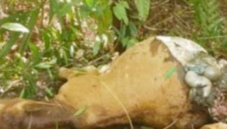 Lembu Warga Bahorok Ditemukan Mati, Ada Bekas Cakaran Diduga Harimau