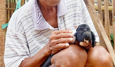 Geger Anak Domba Di Karawang Lahir Mata Satu, Pemilik; Ratusan Juta Tak Akan Dijual