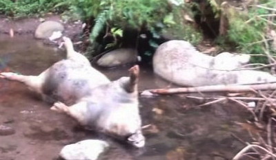 Keresahan Warga Terjawab, Bangkai Babi dalam Sungai Dari Kandang Ternak Jogonalan, Warga; Usut
