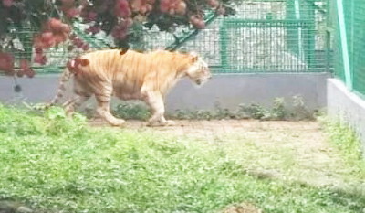 Kandang Sinka Zoo Kota Singkawang Roboh, Sibelang Terkam Pawang Lalu Melarikan Diri