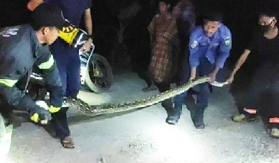 Mangsa Ayam Warga Luwu, Ular Piton 3 Meter Ditangkap dan Dilepas Kembali