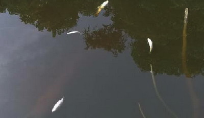 Seminggu Kasus Bocornya Limbah PKS Indosawit Masih “Senyap”