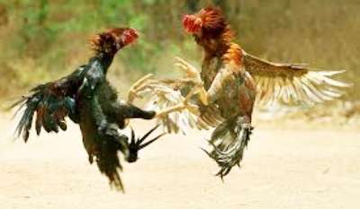 Sabung Ayam, Senjata Pisau Taji Makan Tuan Hingga Tewas