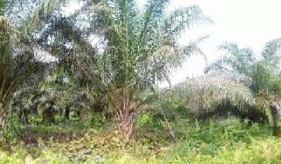 Diduga Ada Niat Lain? Dibalik SK Penertiban Lahan Gubri yang “Mandul”