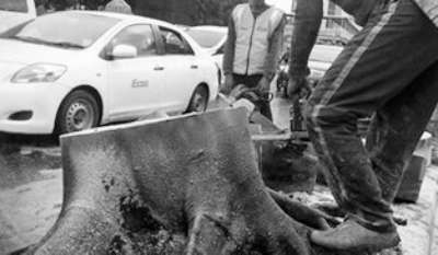 Selain Merusak Bangunan, Seorang Sopir Angkot Juga Tewas Ditempat Tertimpa Pohon