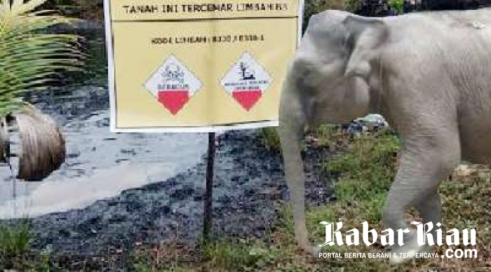 Tempat Hidup 17 Gajah di PLG Riau Tercemar Limbah Chevron, Tanggungjawab Siapa?