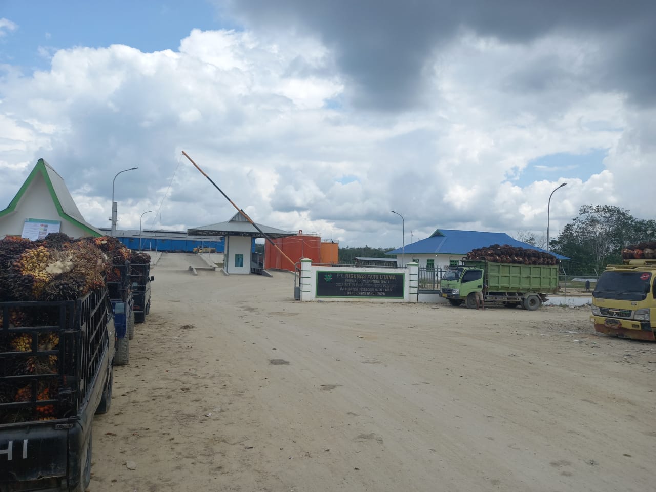 Tampung Sawit Dari TNTN, Among CS "Kebal Hukum"?