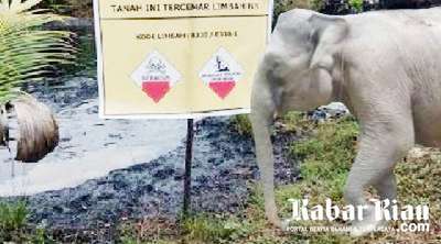 Sumatran Elephants at PLG Riau Location Threatened by PT Chevron Pacific Indonesia