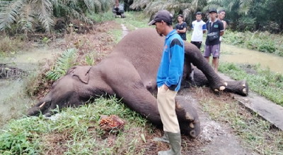 Gajah 25 Tahun Ditemukan Mati di Area HPK PT Arara Abadi Mandau