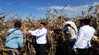 Awal Tahun 2022, Rutan Labuhan Deli Panen Jagung,  Nimrod Sihotang : Program Resolusi Masyarakat mantan WBP