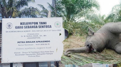 Gajah Ngamuk Dituding Karena Ini, YRHW: Ada Label Apkasindo dan Oknum Di Belakang Cukong Perkebunan Sawit Ilegal Riau