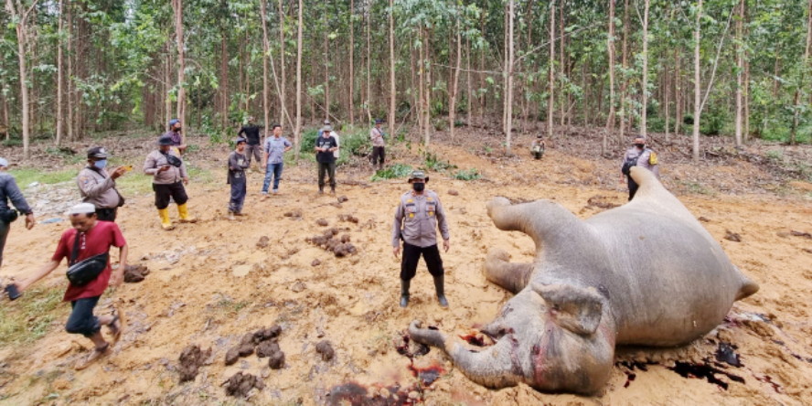 Dalam Lahan Akasia PT Arara Abadi Mandau Ditemukan Gajah Dewasa Sudah Membusuk
