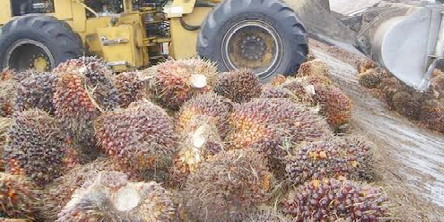 Viral Petani Sawit Kalteng Jual Sawit ke Malaysia