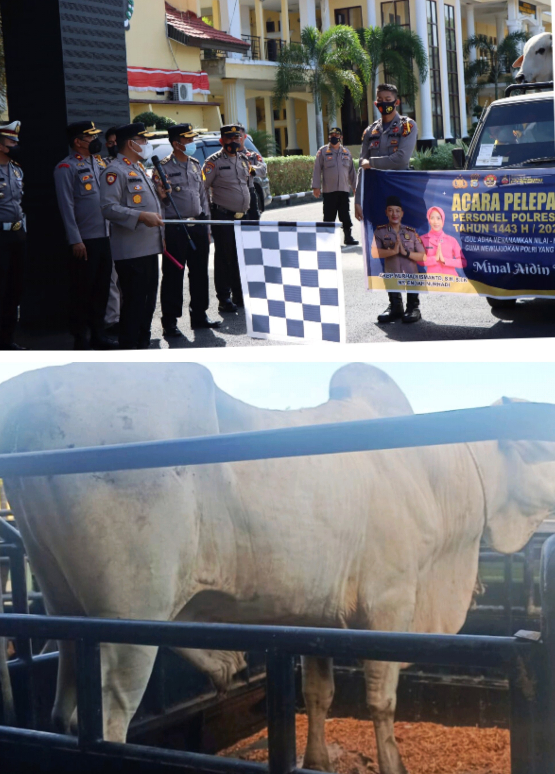 Luar Biasa... Kapolres Rohil Qurban Sapi Berbobot 900 Kilogram DiHari Raya Idul Adha 1443 H