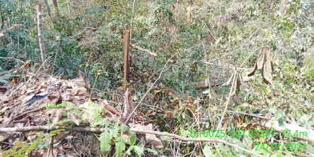 Aneh BB Perambah Hutan Ditahan Pelaku Tangkap Lepas, Pegiat Lingkungan: Jangan Jadikan TNTN untuk “Memperkaya Diri”