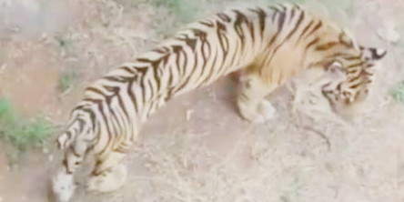 Diduga Kekurangan Mangsa, Harimau Mencabik-cabik Pekerja Akasia di Pelalawan Hingga Tewas