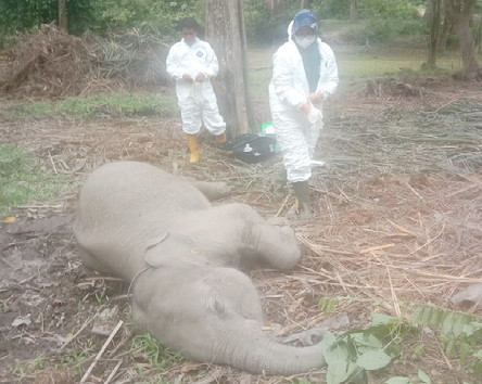 Gajah “Damar” dalam TWA Buluh Cina di Kampar Mati, Hansen; Terserang Virus