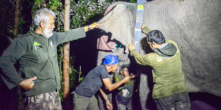 Meminimalisir Konflik dengan Manusia Gajah Di Riau Dipasang Alat Pelacak