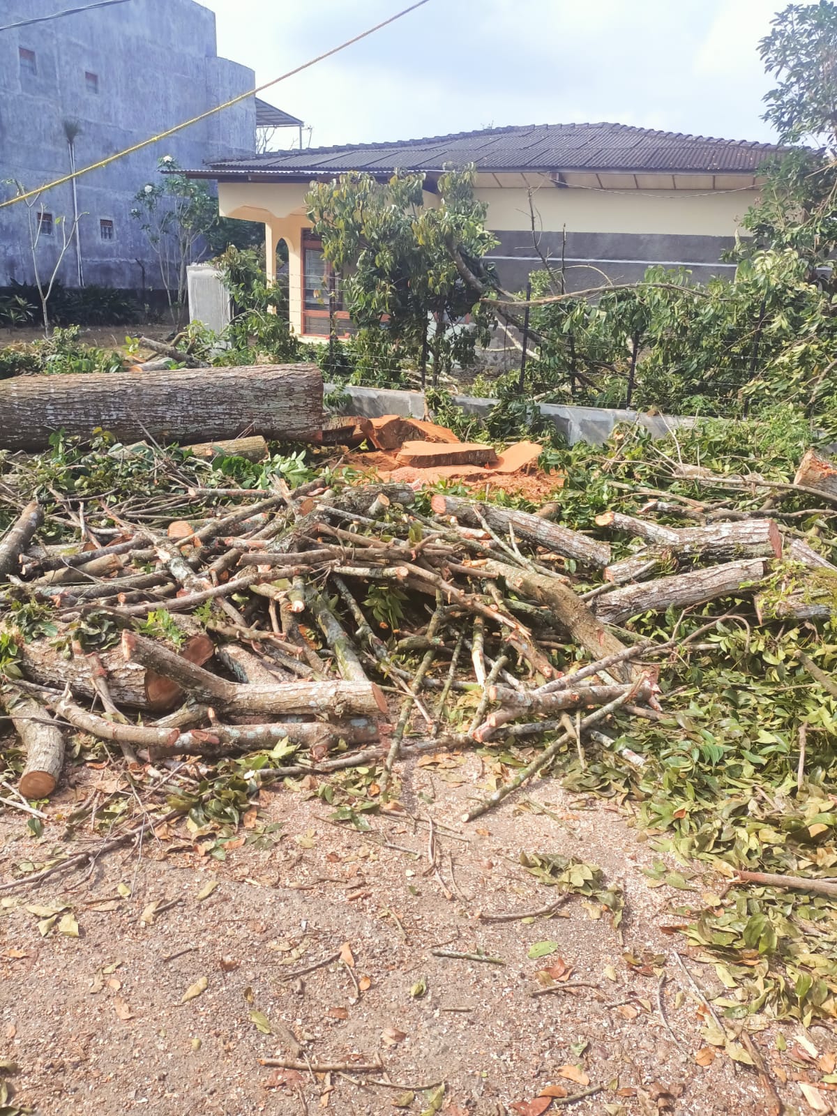Kritik RTH Cuma 7 %, Aktifis Dan Lurah Kwala Bekala Akan Laporkan Penebangan Pohon Di Komplek IDI