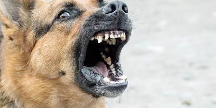 Diduga Rabies, Anjing Di Dompu Serang Tiga Anak