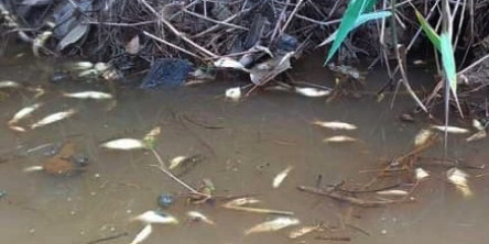 Limbah PKS PT MAS Dikatakan Meluap, Ikan Endemik Sungai Kerumutan Terancam Punah