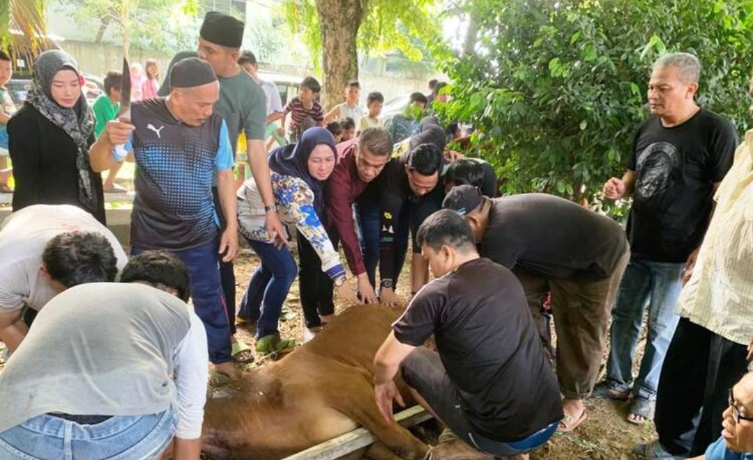 Alhamdulillah, Idul Adha 1444 H / 2023 Dishub Kota Medan Menyembelih 14 Lembu Dan 2 Kambing