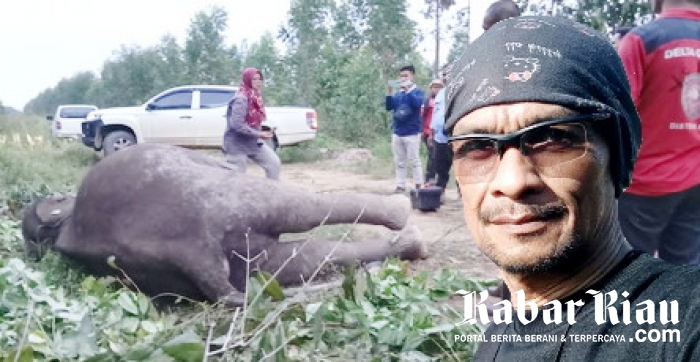 Activist; For the sake of Protected Animals, the European Union is Asked to Block Riau Pulp Products, Indonesia