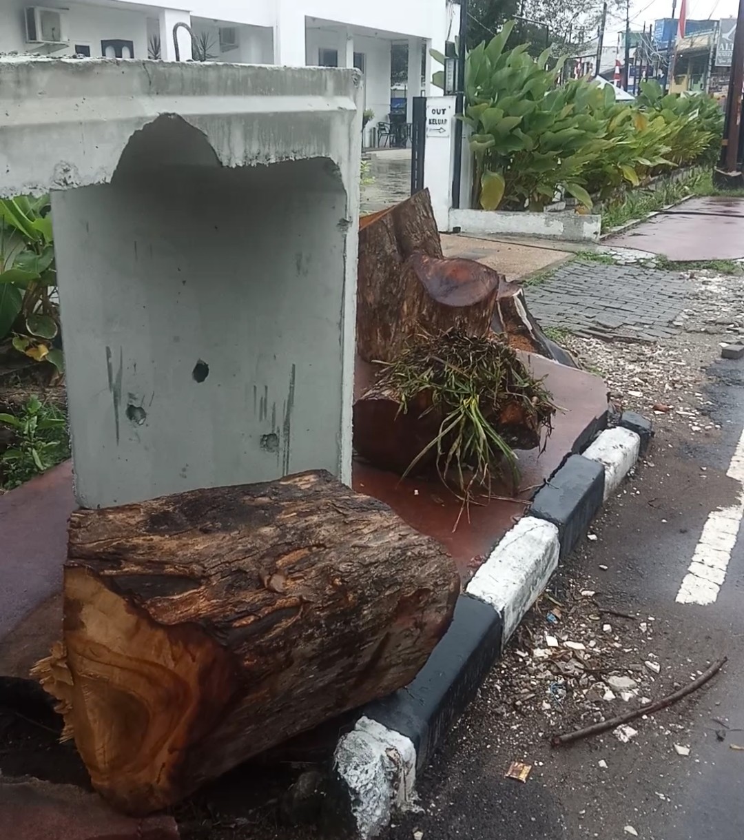Pejabat SDABMBK Kota Medan Dan Pemborong Bungkam Saat Di Tanya Berapa Banyak Pohon "Di Begal" Demi Proyek UDitch 