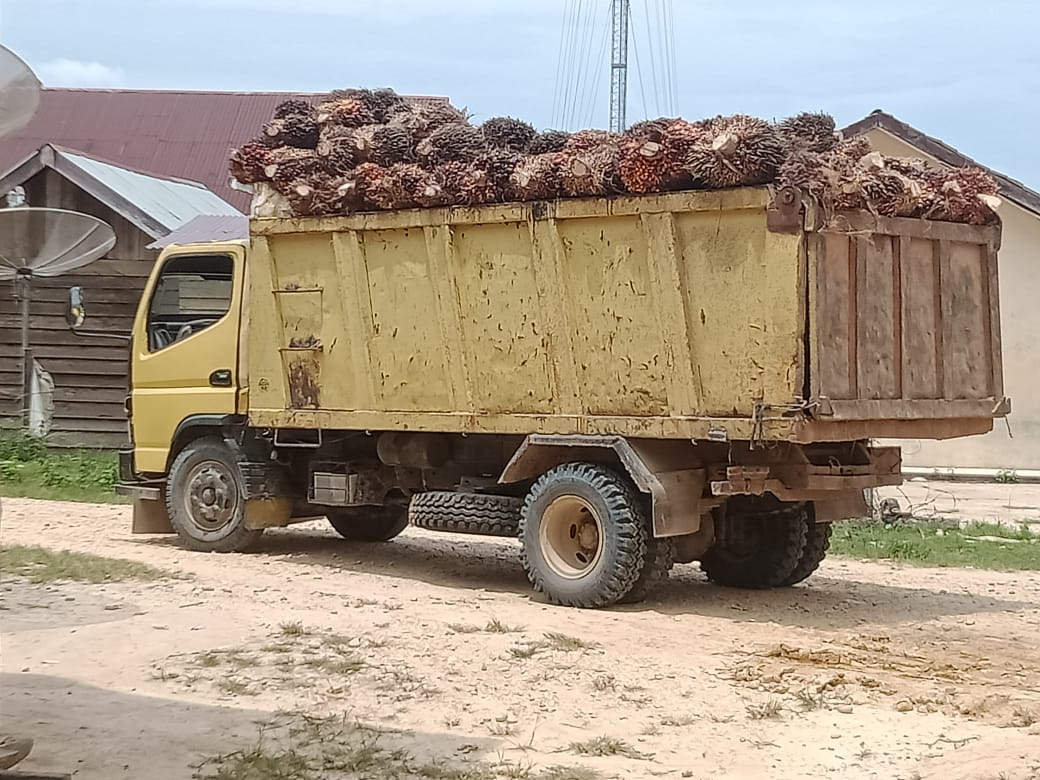 PT Atakana Company Desak Polres Aceh Timur Tangkap Pelaku Dugaan Pengerusakan dan Pencurian Kelapa Sawit