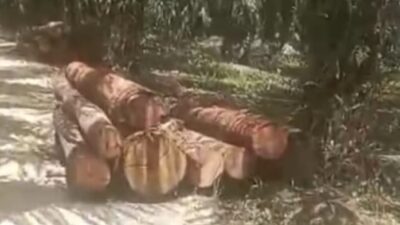 Menutupi Keberadaan Sawmil Pakai Kayu Alam, Sepertinya Pengusaha Menebar Teror di Kampar Kiri "Kapolda Riau Diminta Bertindak"