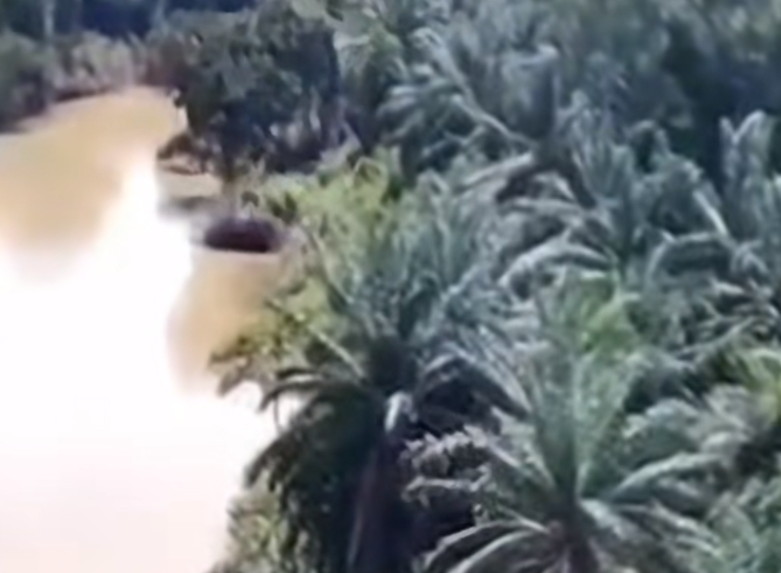 Boimin Terciduk Pelihara Kembali Pohon Sawit Di Pinggir DAS Tapung, Lahan Konservasi PSPI "Dalihnya Sih Penghijauan""