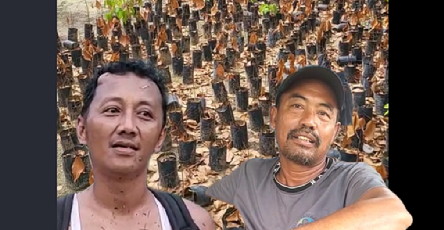 Usai Boimin Beli Lahan Konservasi Ratusan Pohon Bibit Penghijauan Mati, Mandala Foundation ; PT PSPI Diminta Polisikan Boimin Cs
