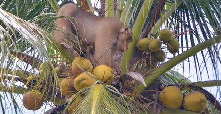 Baruak Terancam Kehilangan Pekerjaan, Ini Sebabnya?