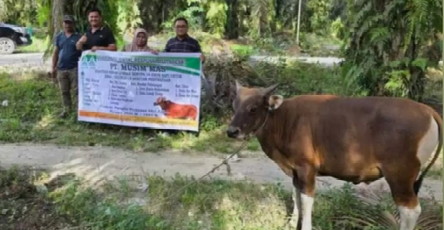 PT Musim Mas Berikan Bantuan 22 Ekor Sapi Qurban, Begini Ucapan Terima Kasih Desa Warga Pelalawan