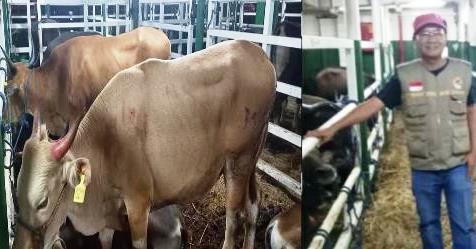 Alexander Pranoto; Dengan Kedatangan 550 Ekor Sapi Kupang, Riau Akan Menjadi "NAGA ke 10"