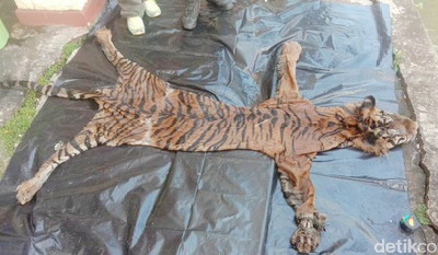 Calo dan Dua Penjual Kulit Harimau Diamankan Polda Bengkulu