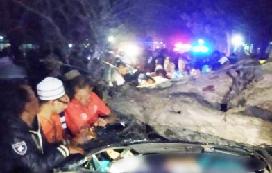Pohon Asam Tua Timpa Mobil, 4 Tewas 5 Luka
