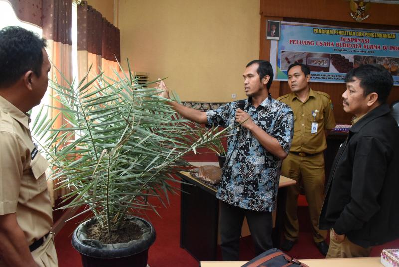 Bengkalis Sosialisasikan Budidaya Kurma