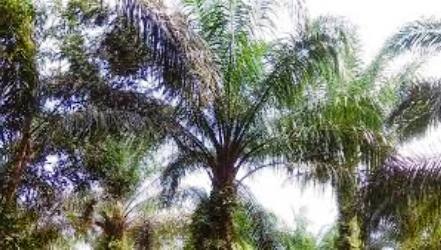 Terkait 34 Kebun Ilegal yang Sudah Dilapor ke Polda Riau, Murod: Namanya Rahasia?