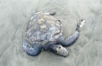 Diduga Limbah PLTU Batu Bara Teluk Sepang Kota Bengkulu Penyebab Kematian 5 Penyu