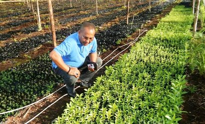 Berguna Pulihkan Lahan Gambut, Pohon Gerunggang Belum Dilirik Pemprov Riau