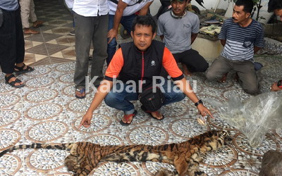Kombes Sunarto; Jajaran Polda Riau Berhasil Tangkap Penjual Organ Harimau