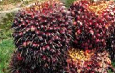 3 Tandan Buah Sawit Membuat Emak-emak di Rohul Dilaporkan PTPN, Warga: Corona Pak Jokowi