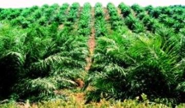 Perpres No.44 TH 2020 Tentang ISPO, "Duka Petani Sawit Nakal", Tapi Kabar Gembira Pegiat Lingkungan